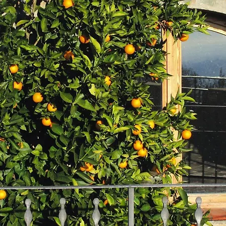 Apartamento Morosi, Lamporecchio